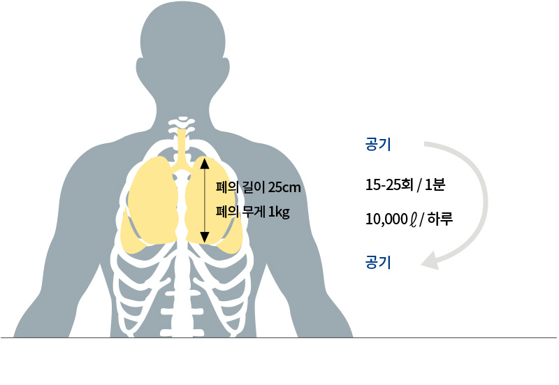 폐의 길이 25cm 폐의 무게 1kg 공기 15-25회 / 1분 10,000ℓ / 하루