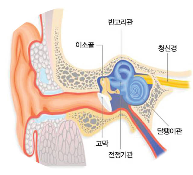 귀 기관의 이미지